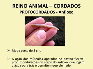 REINO ANIMAL – CORDADOS
PROTOCORDADOS - Anfioxo
 Mede cerca de 5 cm.
 A ação dos músculos apoiados no bastão flexível
produz ondulações no corpo do anfioxo que jogam
a água para trás e permitem que ele nade.
 