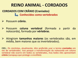 REINO ANIMAL - CORDADOS
CORDADOS COM CRÂNIO (Craniados)
Conhecidos como vertebrados
 Possuem crânio.
 Possuem coluna vertebral (formada a partir da
notocorda), formada por vértebras.
 Atingiram tamanhos maiores (os vertebrados são, em
média, bem maiores que os invertebrados).
OBS.: Os cientistas, atualmente, têm preferido usar o termo craniados em
vez de vertebrados. Isso porque a transformação da notocorda em coluna
vertebral não ocorre em todos os vertebrados, mas todos eles apresentam
crânio (carapaça que protege o encéfalo).
 