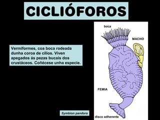 CICLIÓFOROS 
boca 
MACHO 
FEMIA 
disco adherente 
Vermiformes, coa boca rodeada 
dunha coroa de cilios. Viven 
apegados ás pezas bucais dos 
crustáceos. Coñécese unha especie. 
Symbion pandora 
 