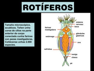ROTÍFEROS 
Tamaño microscópico, 
acuáticos. Teñen unha 
coroa de cilios na parte 
anterior do corpo 
conectada cunha farinxe 
con pezas mastigadoras. 
Coñécense unhas 2.000 
especies. 
nefridios 
boca 
ovo 
estómago 
glándulas 
gástricas 
farinxe 
mastigadora 
sistema 
nervoso 
vexiga 
cloaca 
pé 
 