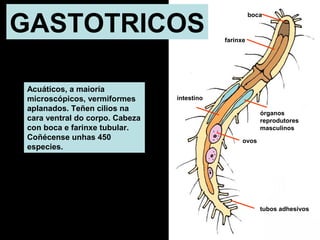 GASTOTRICOS 
Acuáticos, a maioría 
microscópicos, vermiformes 
aplanados. Teñen cilios na 
cara ventral do corpo. Cabeza 
con boca e farinxe tubular. 
Coñécense unhas 450 
especies. 
boca 
órganos 
reprodutores 
masculinos 
farinxe 
ovos 
intestino 
tubos adhesivos 
 