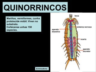 QUINORRINCOS 
Mariños, vermiformes, cunha 
probóscide móbil. Viven no 
substrato. 
Coñécense unhas 150 
especies. 
Echinoderes 
ovario 
aparato 
excretor 
aparato 
dixestivo 
boca 
sistema nervoso 
 
