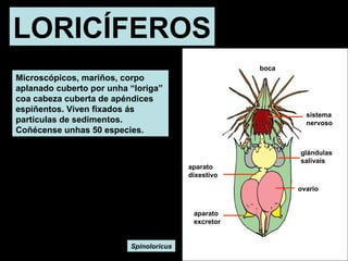LORICÍFEROS 
Microscópicos, mariños, corpo 
aplanado cuberto por unha “loriga” 
coa cabeza cuberta de apéndices 
espiñentos. Viven fixados ás 
partículas de sedimentos. 
Coñécense unhas 50 especies. 
Spinoloricus 
ovario 
boca 
aparato 
dixestivo 
aparato 
excretor 
sistema 
nervoso 
glándulas 
salivais 
 
