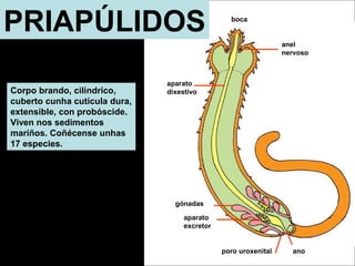 boca 
poro uroxenital 
aparato 
dixestivo 
aparato 
excretor 
anel 
nervoso 
gónadas 
ano 
PRIAPÚLIDOS 
Corpo brando, cilíndrico, 
cuberto cunha cutícula dura, 
extensible, con probóscide. 
Viven nos sedimentos 
mariños. Coñécense unhas 
17 especies. 
 