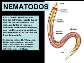 NEMATODOS 
Corpo brando, cilíndrico, máis 
fino nos extremos, cuberto dunha 
cutícula ben desenvolvida. Son 
moi abundantes en todos os 
ambientes acuáticos ou terrestres, 
con vida libre ou como parásitos, 
microscópicos ou de tamaños ata 
5 cm de lonxitude. 
Coñécense máis de 20.000 especies. 
Algúns autores estiman que poden 
chegar a un millón. Nun m2 de lama 
chegáronse a contabilizar máis de 
catro millóns de individuos. 
gónadas 
boca 
sistema 
nervoso 
aparato 
dixestivo 
aparato 
excretor 
ano 
 