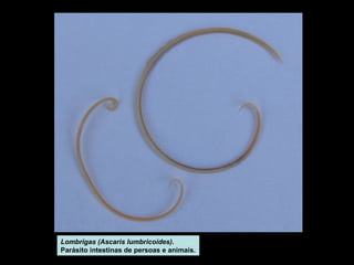 Lombrigas (Ascaris lumbricoides). 
Parásito intestinas de persoas e animais. 
 