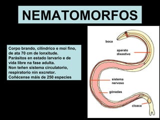NEMATOMORFOS 
Corpo brando, cilíndrico e moi fino, 
de ata 70 cm de lonxitude. 
Parásitos en estado larvario e de 
vida libre na fase adulta. 
Non teñen sistema circulatorio, 
respiratorio nin excretor. 
Coñécense máis de 250 especies 
cloaca 
boca 
aparato 
dixestivo 
sistema 
nervoso 
gónadas 
 
