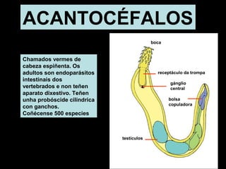 ACANTOCÉFALOS 
boca 
receptáculo da trompa 
testículos 
gánglio 
central 
bolsa 
copuladora 
Chamados vermes de 
cabeza espiñenta. Os 
adultos son endoparásitos 
intestinais dos 
vertebrados e non teñen 
aparato dixestivo. Teñen 
unha probóscide cilíndrica 
con ganchos. 
Coñécense 500 especies 
 