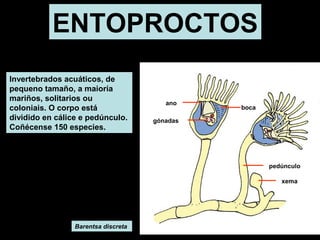 ENTOPROCTOS 
Invertebrados acuáticos, de 
pequeno tamaño, a maioría 
mariños, solitarios ou 
coloniais. O corpo está 
dividido en cálice e pedúnculo. 
Coñécense 150 especies. 
Barentsa discreta 
ano 
boca 
pedúnculo 
gónadas 
xema 
 