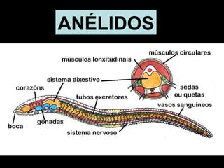 ANÉLIDOS 
 