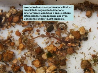 Invertebrados co corpo brando, cilíndrico 
ou acintado segmentado interior e 
exteriormente, con boca e ano, e cabeza 
diferenciada. Reprodúcense por ovos. 
Coñécense unhas 15.000 especies. 
 