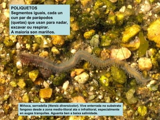 POLIQUETOS 
Segmentos iguais, cada un 
cun par de parápodos 
(quetas) que usan para nadar, 
excavar ou respirar. 
A maioría son mariños. 
Miñoca, serradella (Nereis diversicolor). Vive enterrada no substrato 
fangoso desde a zona medio-litoral ata o infralitoral, especialmente 
en augas tranquilas. Aguanta ben a baixa salinidade. 
 