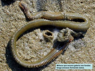 Miñoca que excava galería nos fondos 
fango-areosos formando tubos. 
 