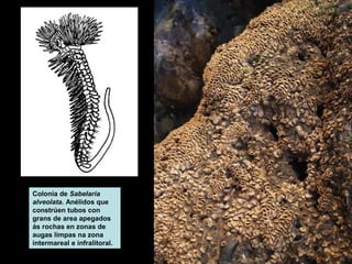 Colonia de Sabelaria 
alveolata. Anélidos que 
constrúen tubos con 
grans de area apegados 
ás rochas en zonas de 
augas limpas na zona 
intermareal e infralitoral. 
 