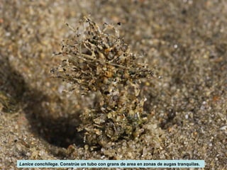 Lanice conchilega. Constrúe un tubo con grans de area en zonas de augas tranquilas. 
 