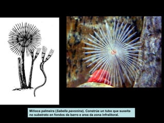Miñoca palmeira (Sabella pavonina). Constrúe un tubo que suxeita 
no substrato en fondos da barro e area da zona infralitoral. 
 