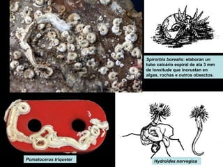 Spirorbis borealis: elaboran un 
tubo calcário espiral de ata 3 mm 
de lonxitude que incrustan en 
algas, rochas e outros obxectos. 
Pomatoceros triqueter Hydroides norvegica 
 