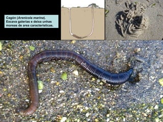 Cagón (Arenicola marina). 
Excava galerías e deixa unhas 
moreas de area características. 
 
