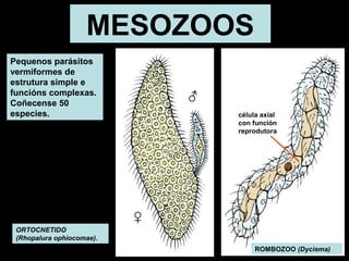 MESOZOOS 
Pequenos parásitos 
vermiformes de 
estrutura simple e 
funcións complexas. 
Coñecense 50 
especies. 
célula axial 
con función 
reprodutora 
ORTOCNETIDO 
(Rhopalura ophiocomae). 
ROMBOZOO (Dyciema) 
♂ 
♀ 
 