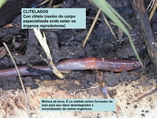 CLITELADOS 
Con clitelo (rexión do corpo 
especializada onde están os 
órganos reprodutores) 
Miñoca de terra. É un anélido activo formador de 
solo polo seu labor desintegrador e 
mineralizador de restos orgánicos. 
 