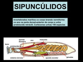 SIPUNCÚLIDOS 
Invertebrados mariños co corpo brando vermiforme 
co ano na parte dorsal-anterior do corpo e unha 
probóscide retráctil. Coñécense unhas 150 especies 
gónadas 
boca 
aparato excretor 
aparato 
dixestivo 
probóscide 
sistema nervoso 
ano músculos 
 