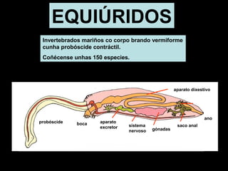 EQUIÚRIDOS 
Invertebrados mariños co corpo brando vermiforme 
cunha probóscide contráctil. 
Coñécense unhas 150 especies. 
probóscide boca aparato 
excretor 
aparato dixestivo 
sistema 
nervoso 
saco anal 
ano 
gónadas 
 