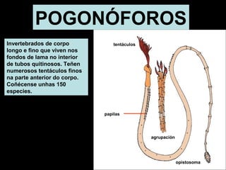 POGONÓFOROS 
Invertebrados de corpo 
longo e fino que viven nos 
fondos de lama no interior 
de tubos quitinosos. Teñen 
numerosos tentáculos finos 
na parte anterior do corpo. 
Coñécense unhas 150 
especies. 
tentáculos 
papilas 
opistosoma 
agrupación 
 