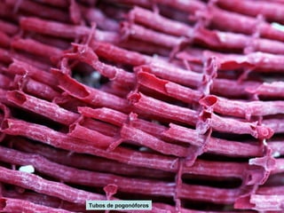 Tubos de pogonóforos 
 