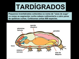 TARDÍGRADOS 
Pequenos invertebrados coñecidos co nome de “osos de auga” 
co corpo se segmentar cunha cabeza rudimentaria e catro pares 
de apédices curtos. Coñécense unhas 600 especies. 
gónadas 
boca 
tubo de 
Malpixio 
aparato 
dixestivo 
glándulas 
salivais 
sistema 
nervoso 
 