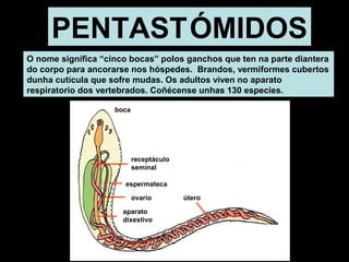 PENTAST ÓMIDOS 
O nome significa “cinco bocas” polos ganchos que ten na parte diantera 
do corpo para ancorarse nos hóspedes. Brandos, vermiformes cubertos 
dunha cutícula que sofre mudas. Os adultos viven no aparato 
respiratorio dos vertebrados. Coñécense unhas 130 especies. 
ovario 
boca 
receptáculo 
seminal 
espermateca 
ovario 
aparato 
dixestivo 
útero 
 