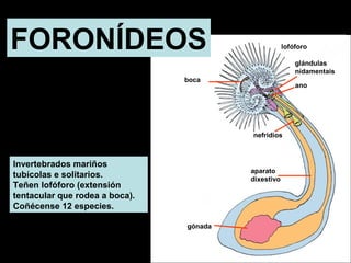 FORONÍDEOS 
Invertebrados mariños 
tubícolas e solitarios. 
Teñen lofóforo (extensión 
tentacular que rodea a boca). 
Coñécense 12 especies. 
nefridios 
boca 
glándulas 
nidamentais 
aparato 
dixestivo 
ano 
gónada 
lofóforo 
 