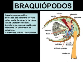 BRAQUIÓPODOS 
Invertebrados mariños 
solitarios con lofóforo e corpo 
cuberto dunha cuncha de dúas 
valvas (dorsal e ventral). 
A maioría das veces suxéitanse 
mediante un pedúnculo ao 
substrato. 
Coñécense unhas 350 especies. 
gónadas 
nefridios 
músculos 
aparato 
dixestivo 
ano 
lofóforo 
cuncha 
pedúnculo 
boca 
manto 
sistema nervoso 
 