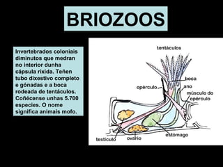 BRIOZOOS 
Invertebrados coloniais 
diminutos que medran 
no interior dunha 
cápsula ríxida. Teñen 
tubo dixestivo completo 
e gónadas e a boca 
rodeada de tentáculos. 
Coñécense unhas 5.700 
especies. O nome 
significa animais mofo. 
 