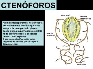 CTENÓFOROS 
Animais transparentes, xelatinosos, 
exclusivamente mariños que case 
sempre forman parte do planto 
desde augas superficiales ata 3.000 
m de profundidade. Coñécense 
unhas 1.000 especies. 
O seu nome significa peite, polas 
ringleiras de láminas que usan para 
desprazárense. 
láminas 
locomotoras 
boca 
aparato 
dixestivo 
tentáculos 
poro anal 
 