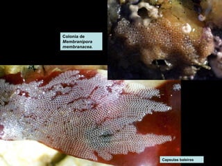 Capsulas baleiras 
Colonia de 
Membranipora 
membranacea. 
 