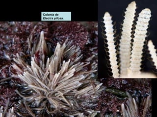 Colonia de 
Electra pilosa. 
 