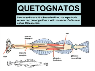 QUETOGNATOS 
Invertebrados mariños hermafroditas con aspecto de 
vermes con prolongacións a xeito de aletas. Coñécense 
unhas 100 especies. 
boca 
gónadas 
femininas 
aparato 
dixestivo 
sistema 
nervoso 
ano 
gónadas 
masculinas 
 