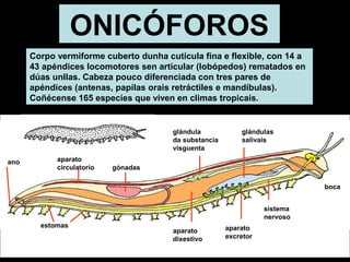 ONICÓFOROS 
Corpo vermiforme cuberto dunha cutícula fina e flexible, con 14 a 
43 apéndices locomotores sen articular (lobópedos) rematados en 
dúas unllas. Cabeza pouco diferenciada con tres pares de 
apéndices (antenas, papilas orais retráctiles e mandíbulas). 
Coñécense 165 especies que viven en climas tropicais. 
gónadas 
aparato 
dixestivo 
sistema 
nervoso 
ano aparato 
circulatorio 
boca 
glándulas 
salivais 
aparato 
excretor 
glándula 
da substancia 
visguenta 
estomas 
 