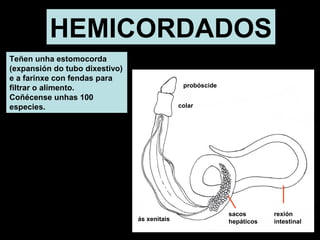 HEMICORDADOS 
Teñen unha estomocorda 
(expansión do tubo dixestivo) 
e a farinxe con fendas para 
filtrar o alimento. 
Coñécense unhas 100 
especies. 
probóscide 
sacos 
hepáticos 
colar 
rexión 
ás xenitais intestinal 
 