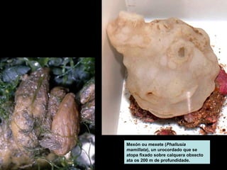 Mexón ou mexete (Phallusia 
mamillata), un urocordado que se 
atopa fixado sobre calquera obxecto 
ata os 200 m de profundidade. 
 