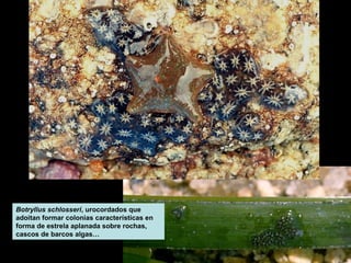Botryllus schlosseri, urocordados que 
adoitan formar colonias características en 
forma de estrela aplanada sobre rochas, 
cascos de barcos algas… 
 