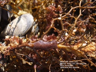 MONTAXE: Adela Leiro 
FOTOS: Adela Leiro, Mon Daporta, 
Isaac Pontanilla. 
DEBUXOS: Mon Daporta 
