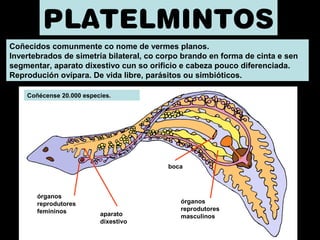 PLATELMINTOS 
Coñecidos comunmente co nome de vermes planos. 
Invertebrados de simetría bilateral, co corpo brando en forma de cinta e sen 
segmentar, aparato dixestivo cun so orificio e cabeza pouco diferenciada. 
Reprodución ovípara. De vida libre, parásitos ou simbióticos. 
órganos 
reprodutores 
masculinos 
órganos 
reprodutores 
femininos aparato 
dixestivo 
boca 
Coñécense 20.000 especies. 
 