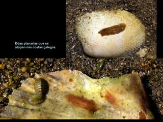 Dúas planarias que se 
atopan nas costas galegas. 
 