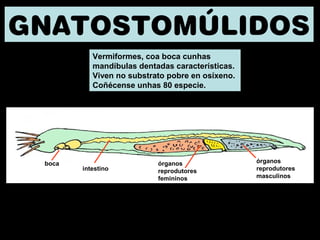 GNATOSTOMÚLIDOS 
Vermiformes, coa boca cunhas 
mandíbulas dentadas características. 
Viven no substrato pobre en osíxeno. 
Coñécense unhas 80 especie. 
órganos 
reprodutores 
masculinos 
intestino 
órganos 
reprodutores 
femininos 
boca 
 
