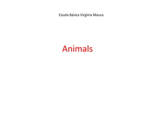 Animals Escola Básica Virgínia Moura 