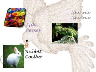 Iguana Iguana FishPeixes RabbitCoelho 