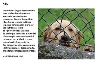 CAN
Enormísima lingua desconforme
para lamber humildemente
a rexa dura man de quen
te somete, doma e domestica.
¡Que lixeira tenrura xubilosa
te posúe cando andas a brincar
cos outros cás, lonxe
da rigorosa ollada vixiante
do dono que te manda e humilla!
¡Que arrepío ser can e asumilo!
Un can so ten auténtico o seu
ouveo fondo, longo e triste.
Can independente e vagamundo:
¡defende sempre, deica a morte,
a túa total e impagábel liberdade!
(A LUZ RESUCITADA, 1984)
 