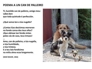 POEMA A UN CAN DE PALLEIRO
Ti, humilde can de palleiro, amigo meu:
sabes ben
que toda quietude é perfección.
¿Qué senso ten a túa nugalla?
¿Cantas lúas docísimas morreron
no fondo canso dos teus ollos?
¡Que aldraxe tan fondo sintes
polos cás de caza, teus irmaos!
…
Amo, can de palleiro, a túa nugalla,
a túa humildade,
a túa tristeza.
E o teu laio fondísimo
na miña alma ecoa longamente.
(MAR MAIOR, 1963)
 