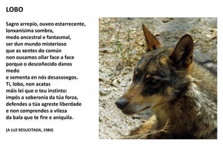 LOBO
Sagro arrepío, ouveo estarrecente,
lonxanísima sombra,
medo ancestral e fantasmal,
ser dun mundo misterioso
que as xentes do común
non ousamos ollar face a face
porque o descoñecido danos
medo
e sementa en nós desasosegos.
Ti, lobo, non acatas
máis lei que o teu instinto:
impós a soberanía da túa forza,
defendes a túa agreste liberdade
e non comprendes a vileza
da bala que te fire e aniquila.
(A LUZ RESUCITADA, 1984)
 